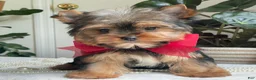 Yorkshire Terrier dogs for sale: Fido - Ad 17