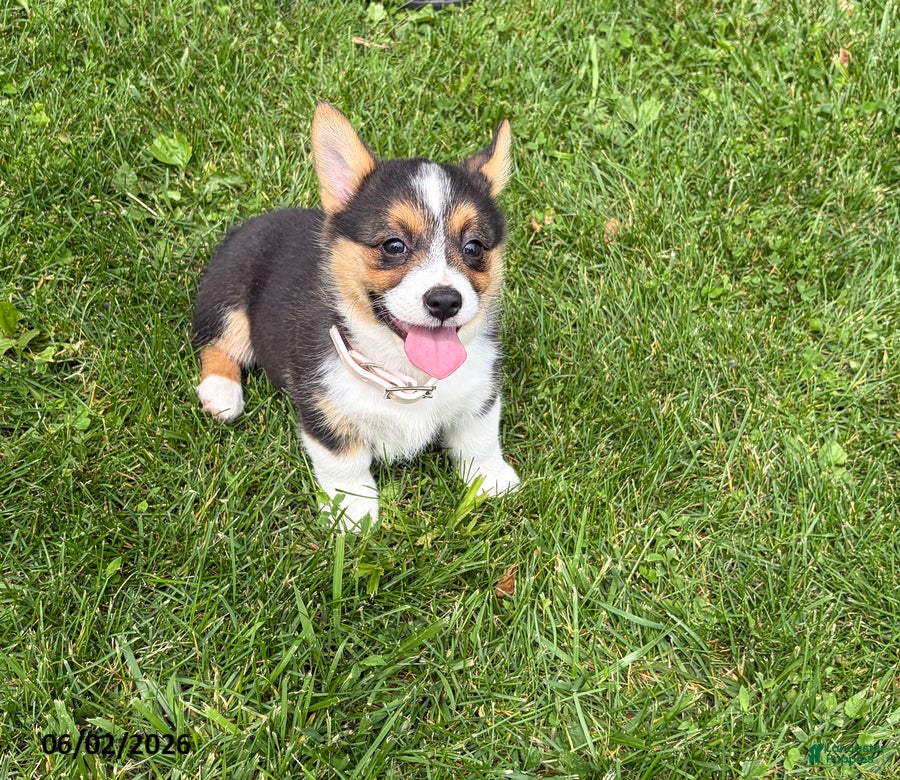 Welsh Corgi Pembroke dogs for sale: Dee  - Ad 5