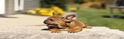 French Bulldog dogs for sale: Otto – Fawn Brindle - Ad 7