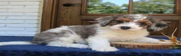 Mini Bernedoodle dogs for sale: Penny  - Ad 2