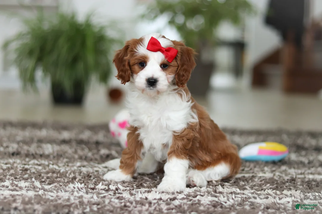 Cavapoo dogs for sale: Princess - Ad 1