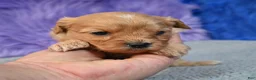Cavapoo dogs for sale: Cavapoo 3 - Ad 4