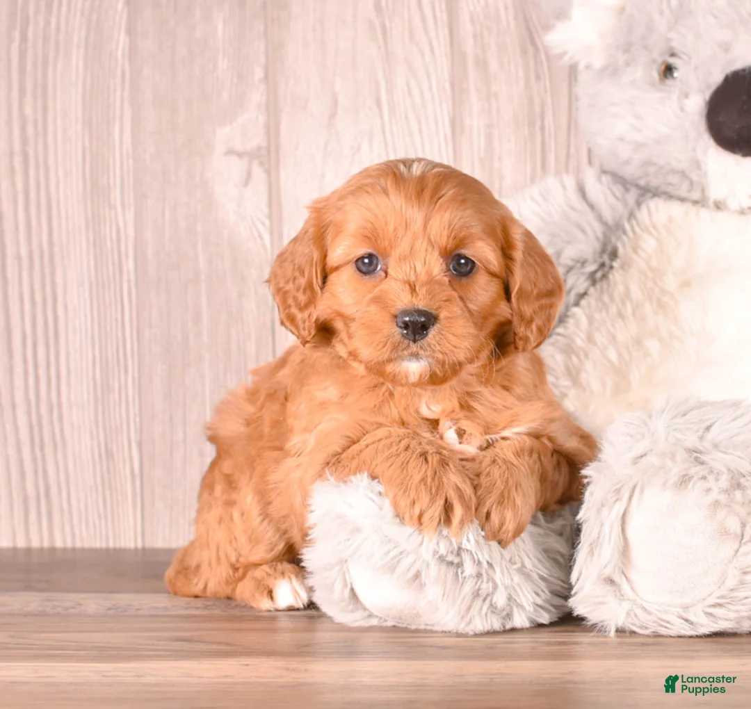 Cavapoo dogs for sale: FIONA - Ad 1