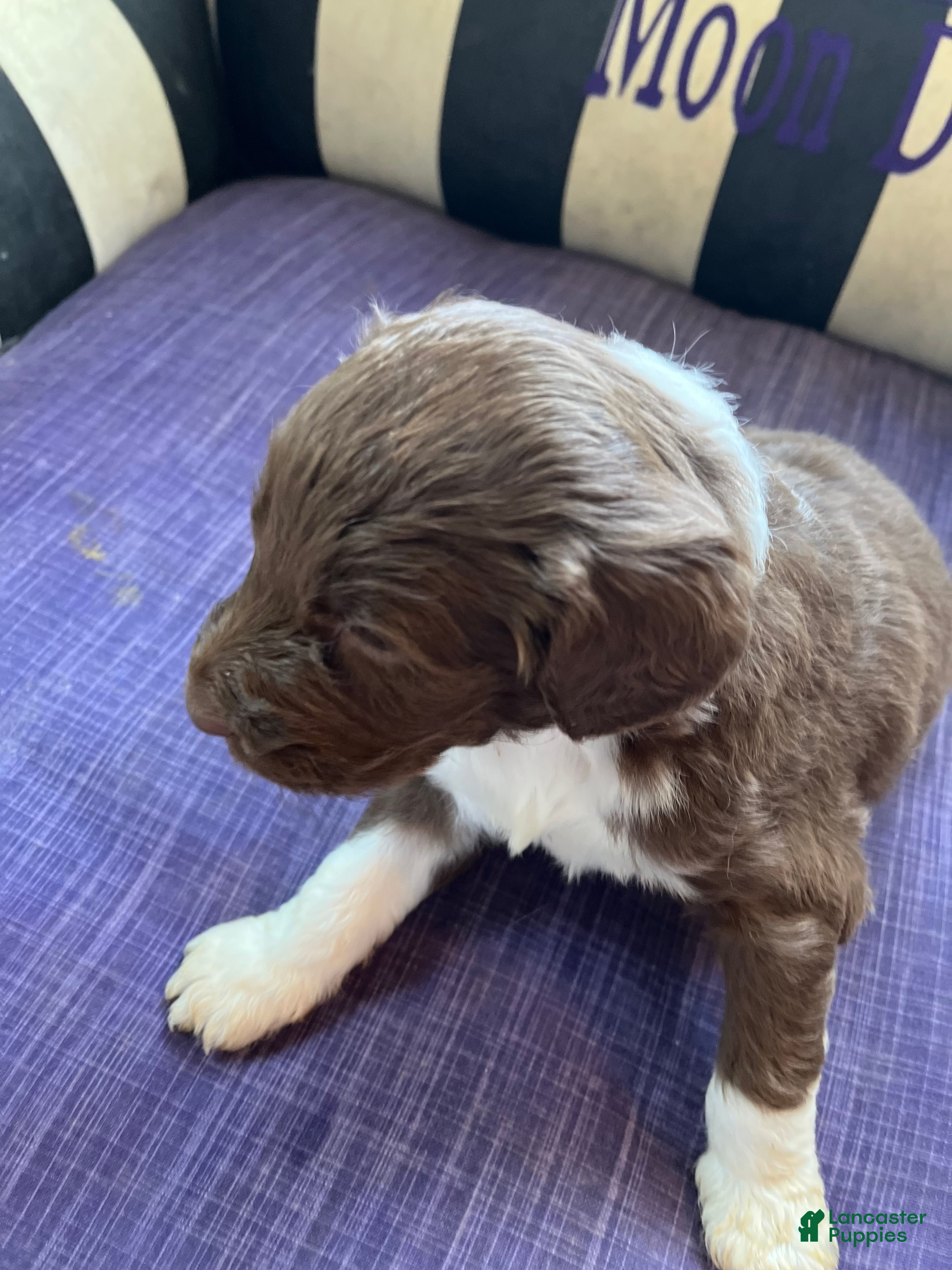 Aussiedoodle dogs Aussiedoodle Puppy 2 - Ad 2