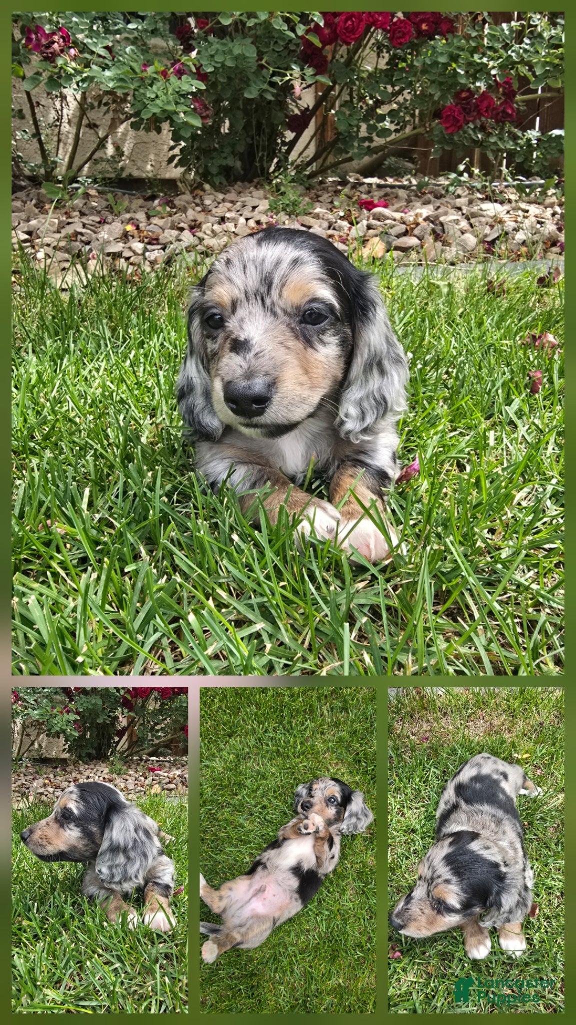 Dachshund dogs Dachshund Puppy 1 - Ad 8
