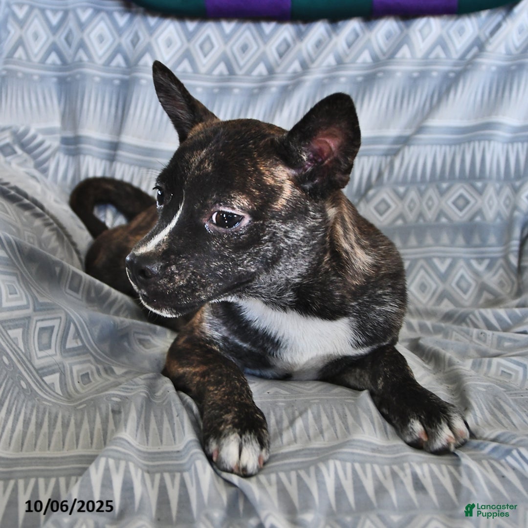 Other breed dogs for sale: Buck - Ad 6