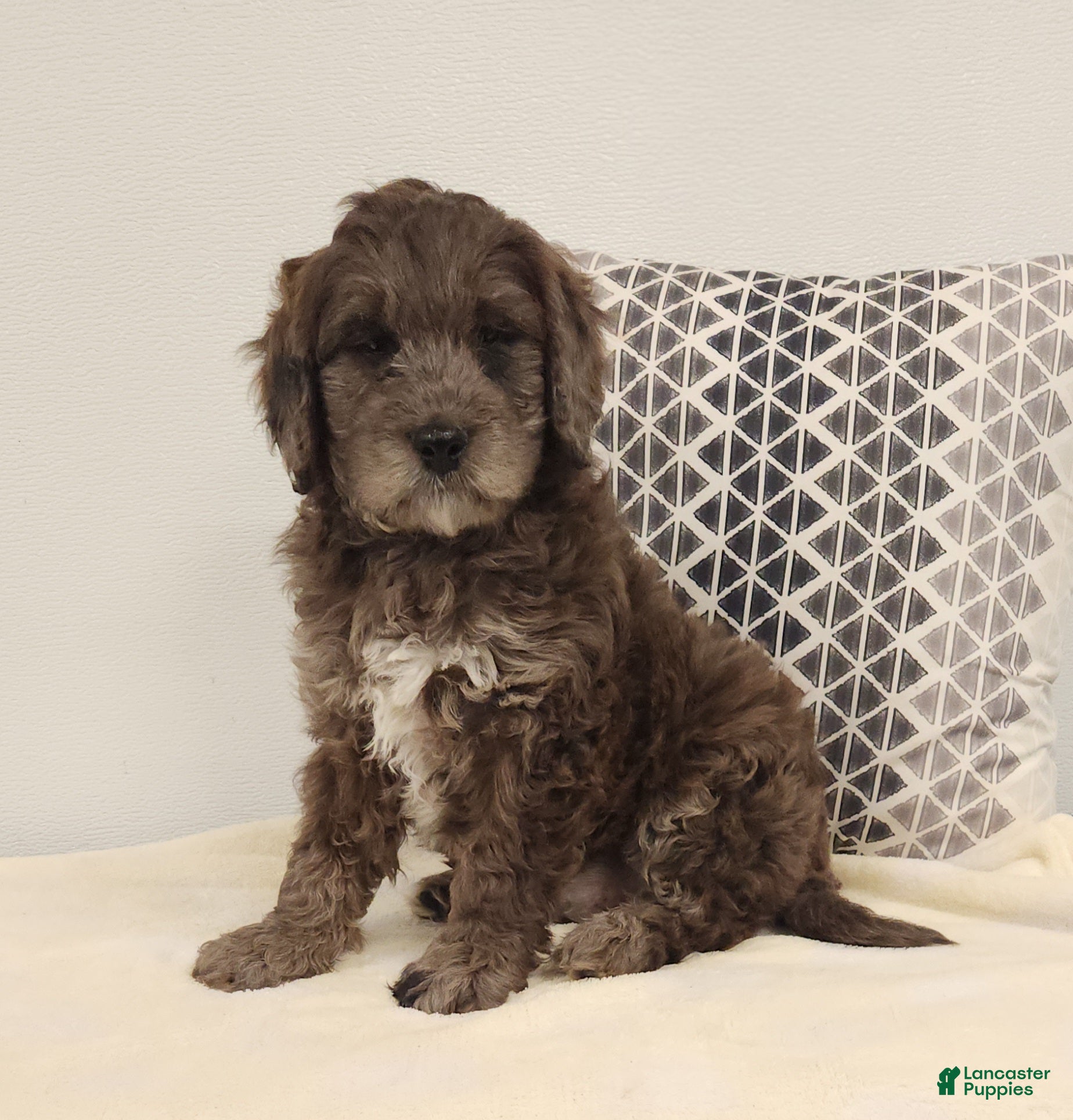 Mini Goldendoodle dogs Dexter Mini Goldendoodle Puppy 2 - Ad 6
