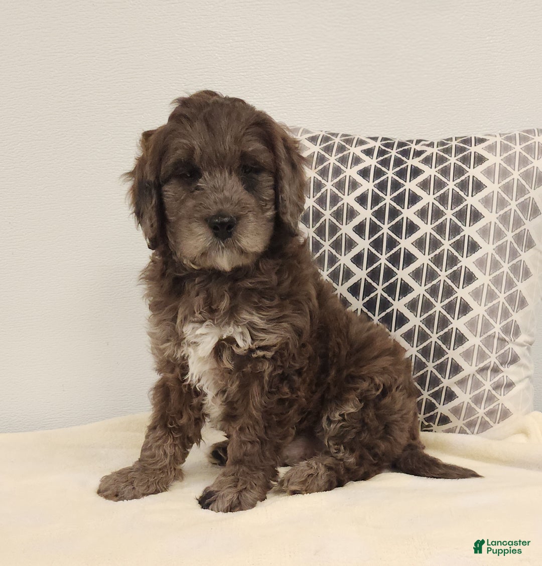 Mini Goldendoodle dogs for sale: Dexter Mini Goldendoodle Puppy 2 - Ad 1