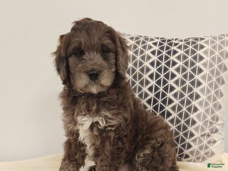 Mini Goldendoodle dogs Dexter Mini Goldendoodle Puppy 2 - Ad 37
