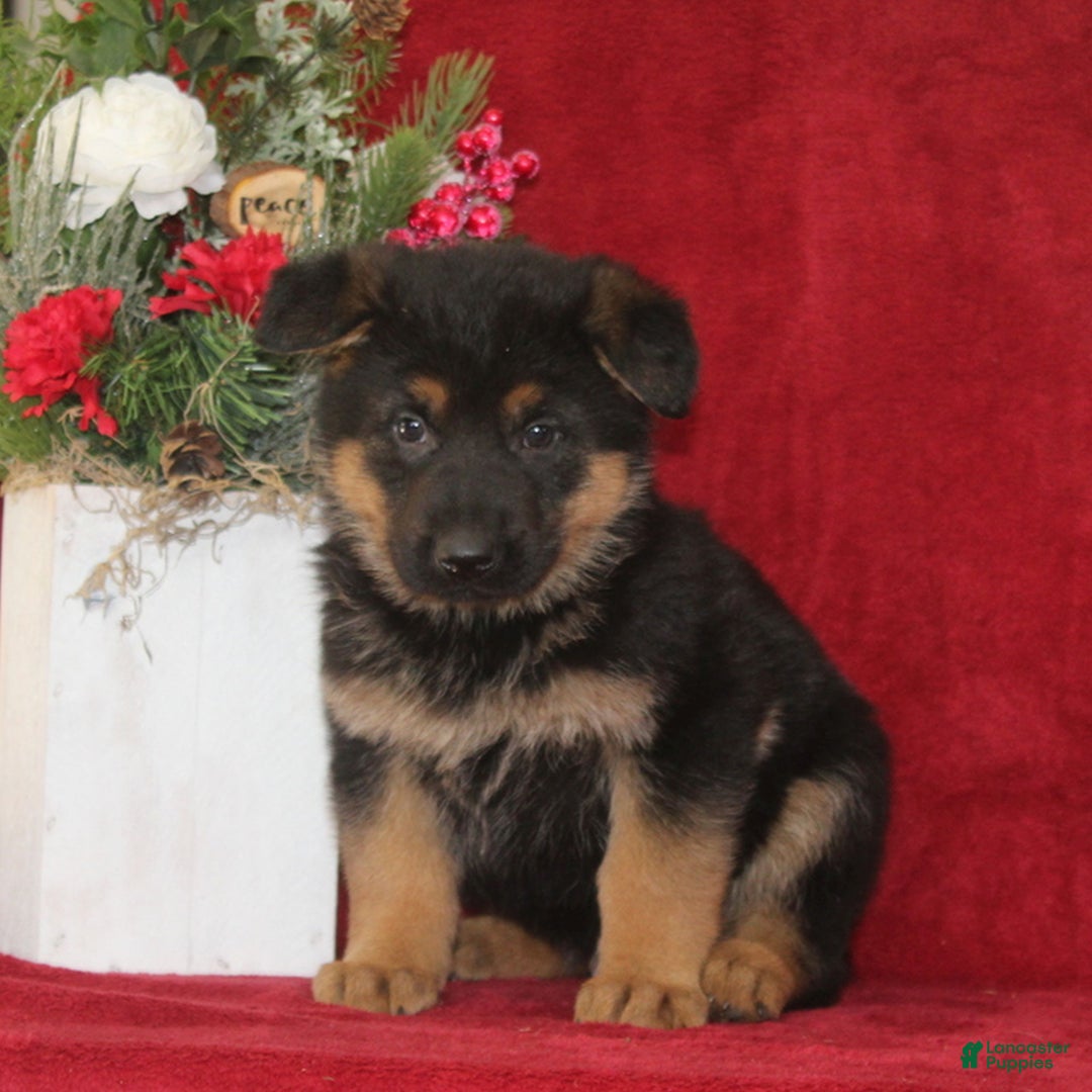 German Shepherd dogs for sale: Teddy  - Ad 2