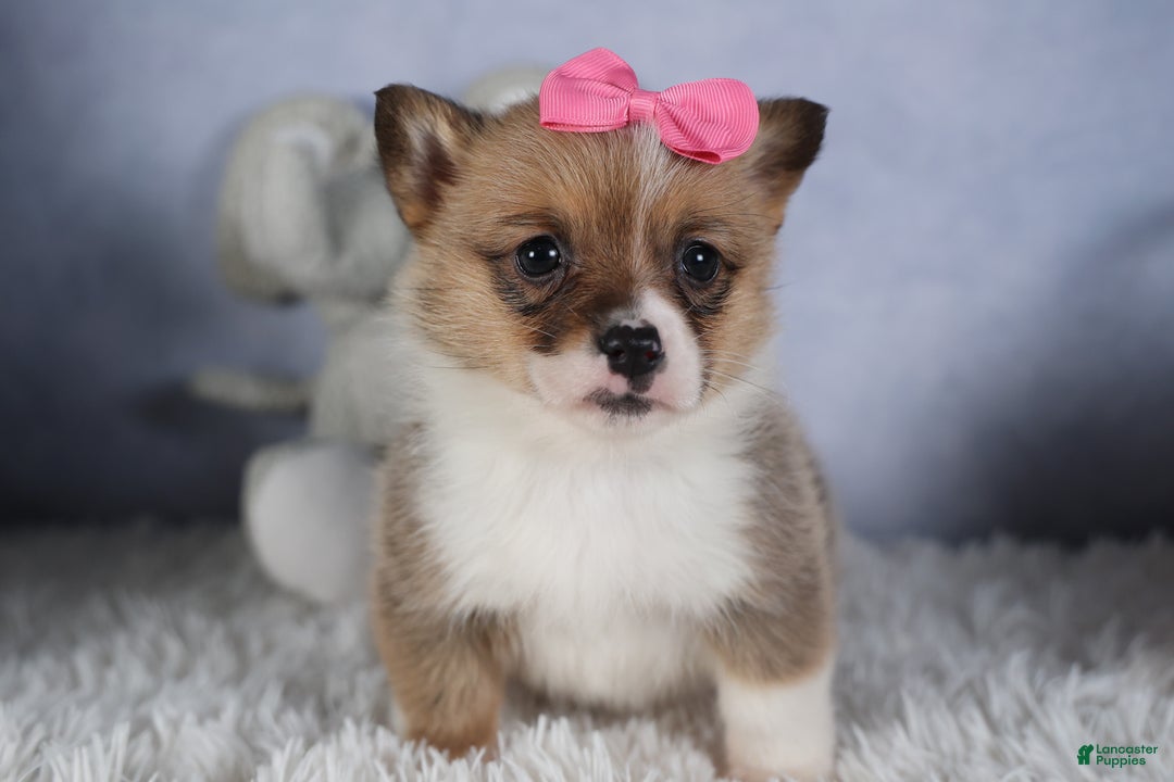 Welsh Corgi Pembroke dogs for sale: TWILIGHT - Ad 17