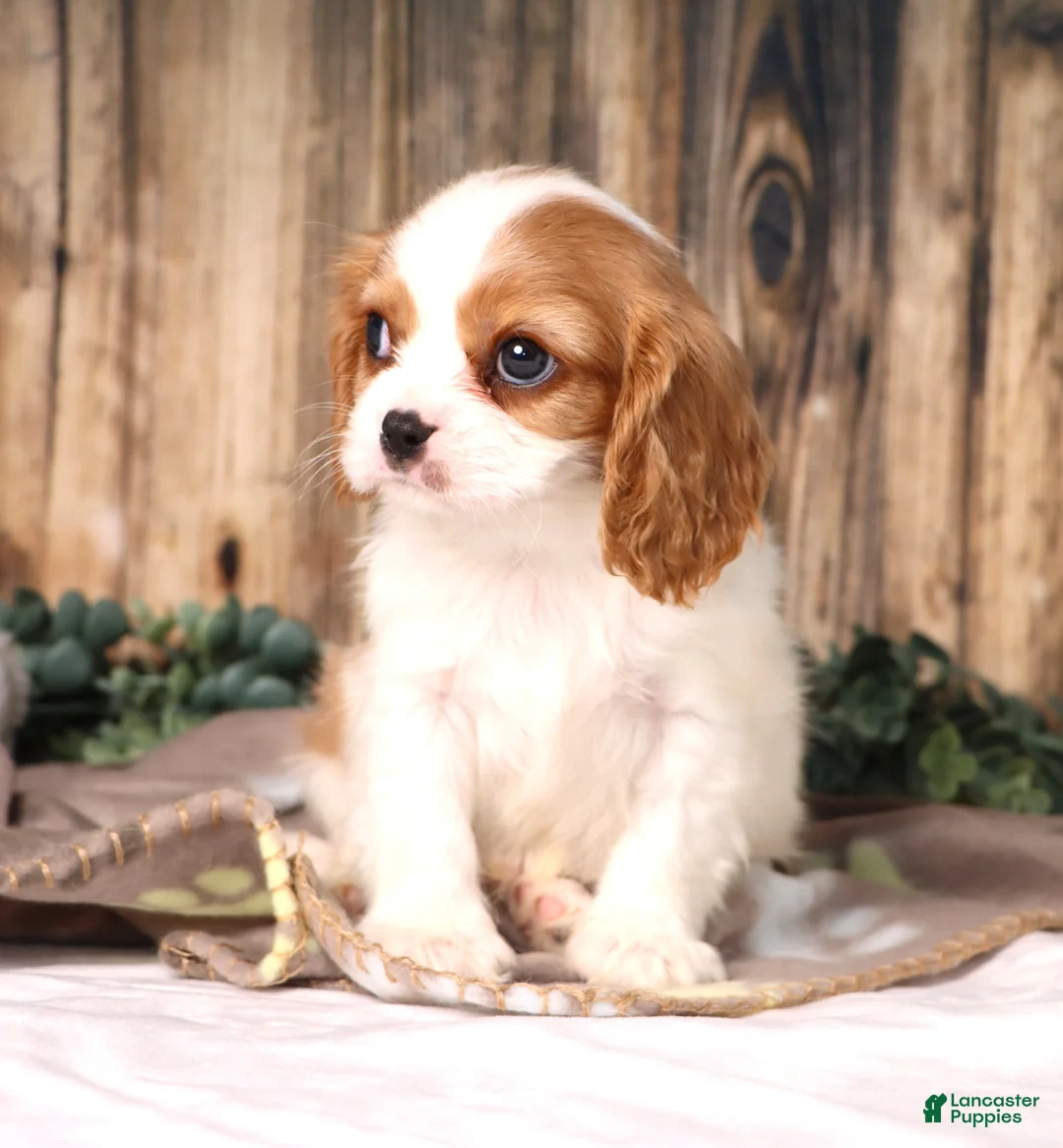 Cavalier King Charles Spaniel dogs for sale: Dynamite - Ad 1