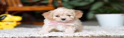 Cavapoo dogs for sale: Rhonda - Ad 4