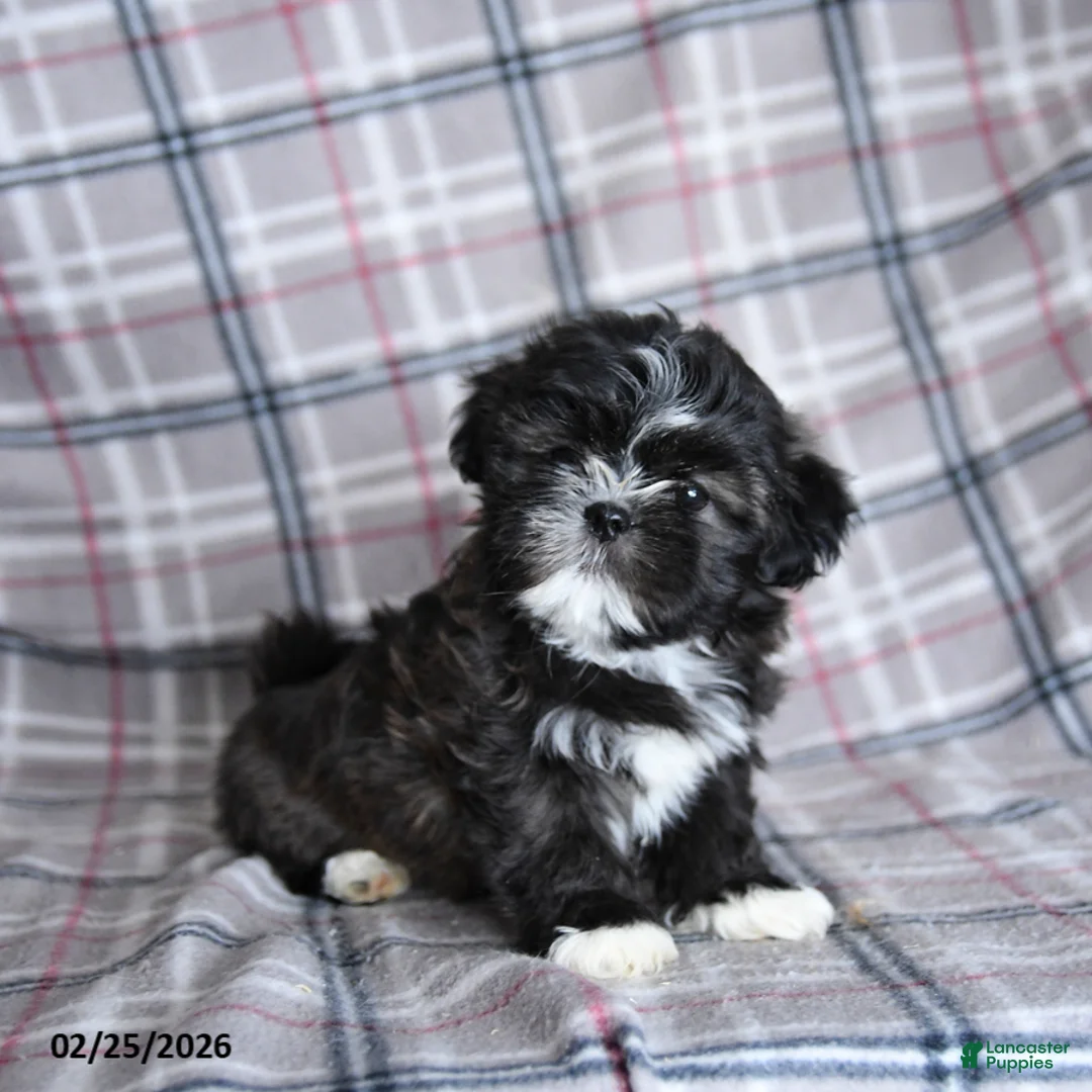 Shih Tzu dogs for sale: Smore  - Ad 4