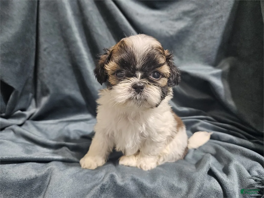 Mixed Breed dogs for sale: Mixed Breed Puppy 1 - Ad 2