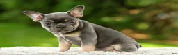 French Bulldog dogs for sale: Fancy - Ad 5