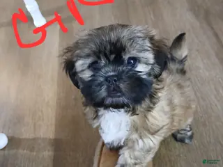 Shorkie dogs for sale: Shorkie Puppy 1 - Ad 2