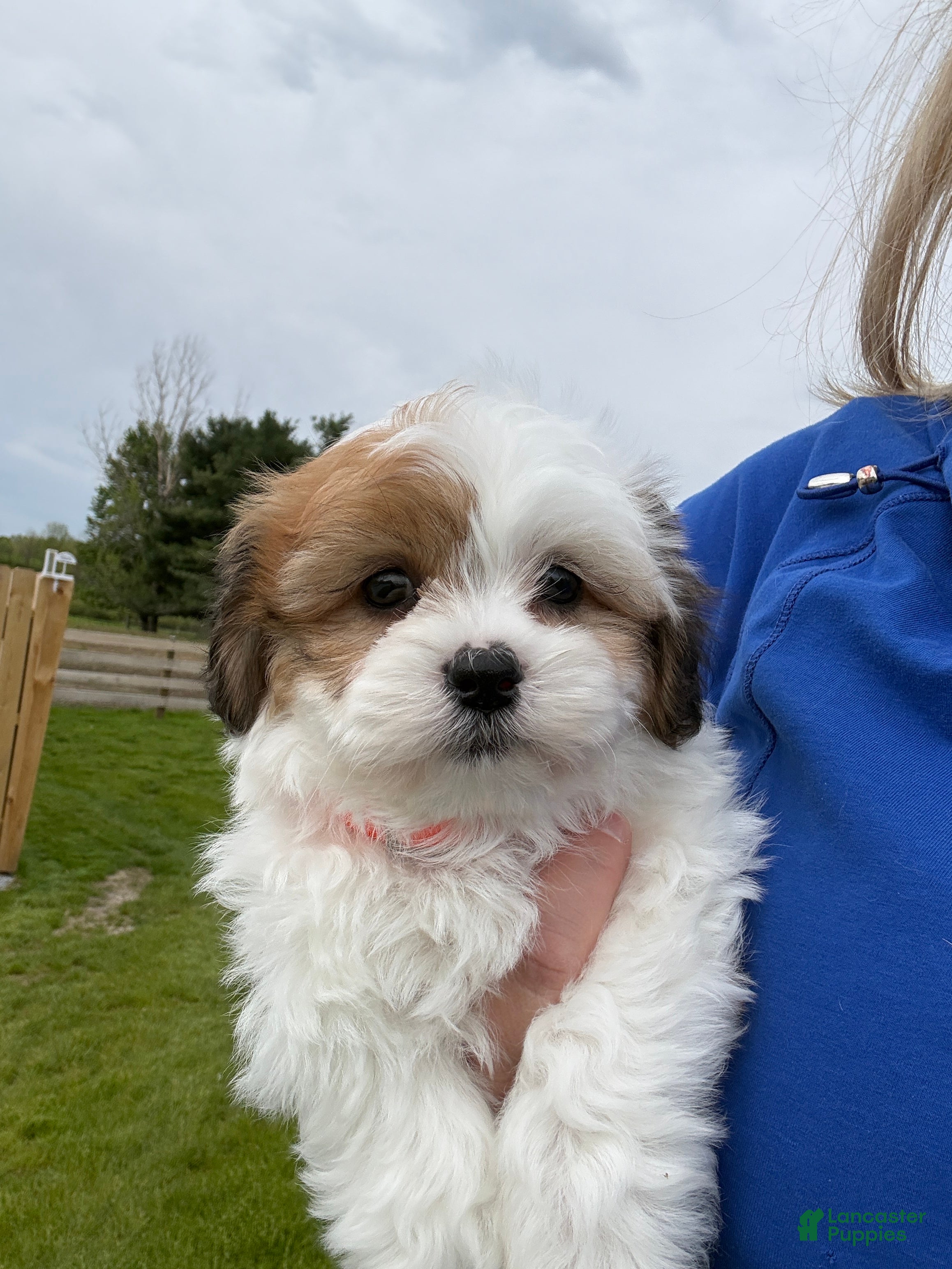 Teddy Bear dogs Precious - Ad 1