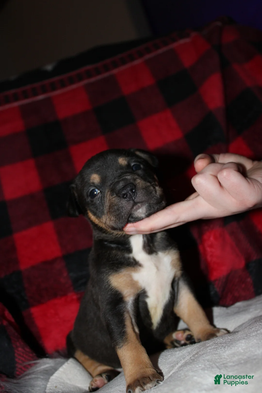 American Bully dogs for sale: Tj - Ad 7