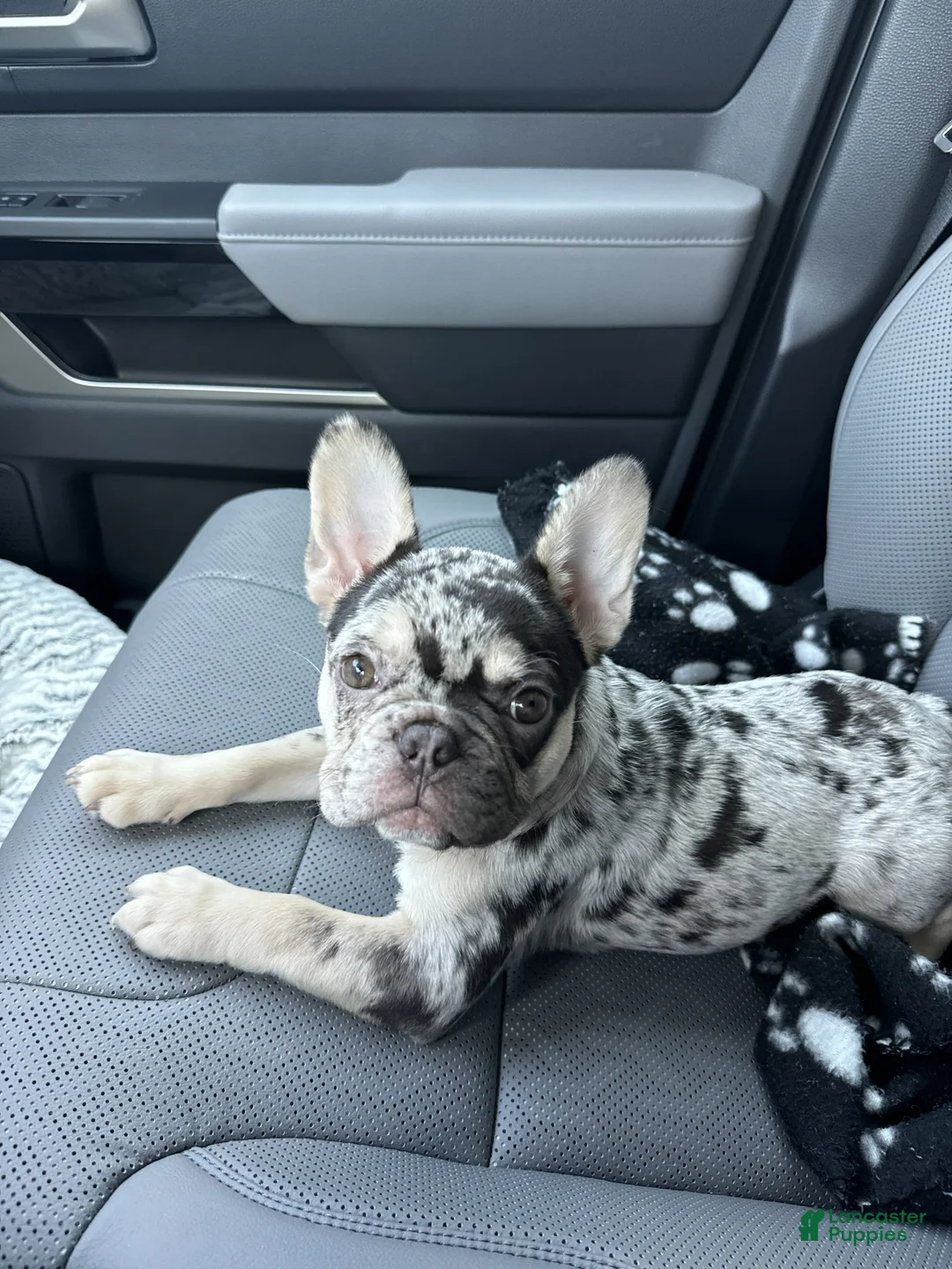 French Bulldog dogs for sale: Rowan - Ad 2