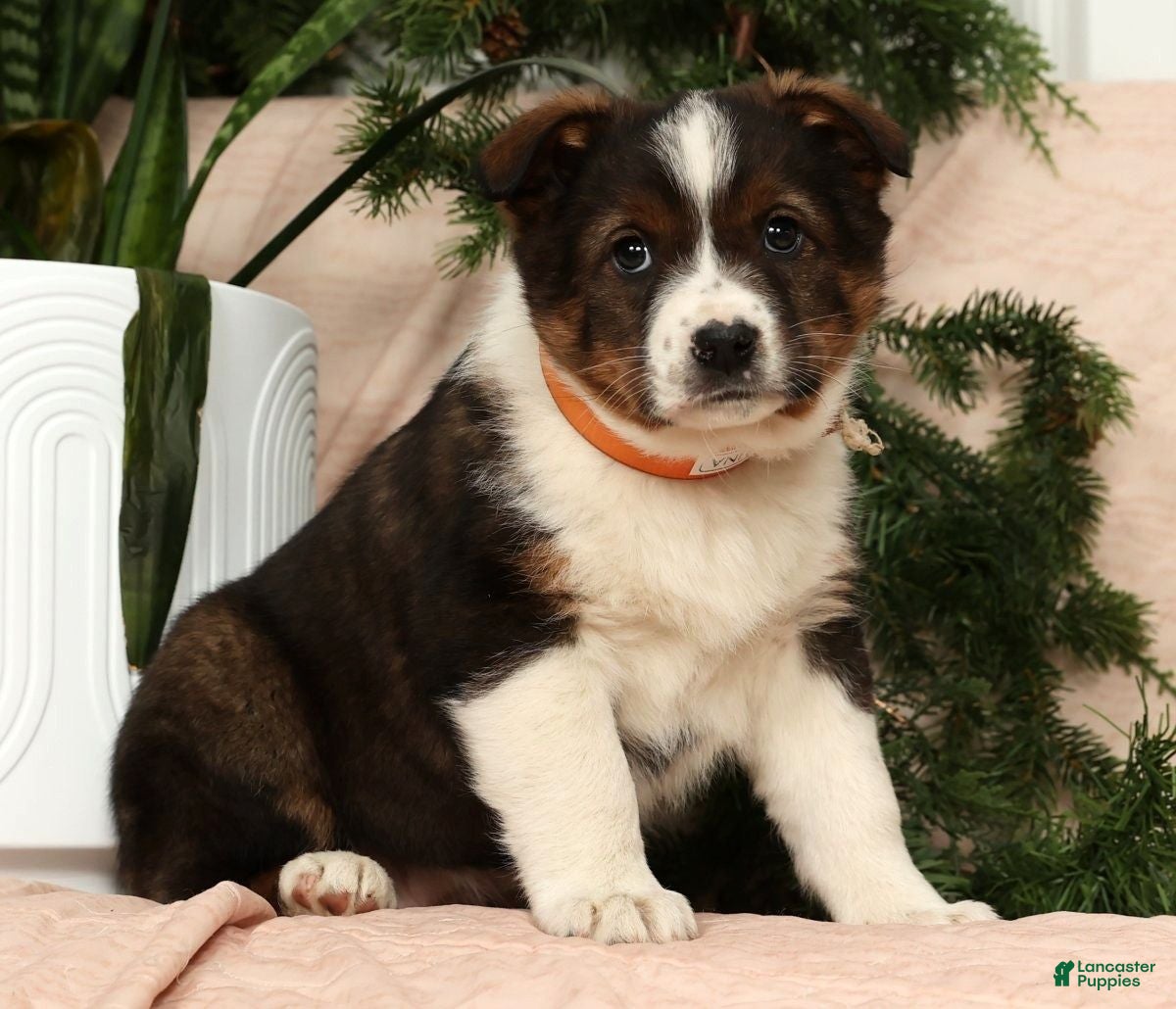 Australian Shepherd dogs Luna - Ad 6