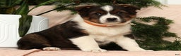 Australian Shepherd dogs for sale: Luna - Ad 1