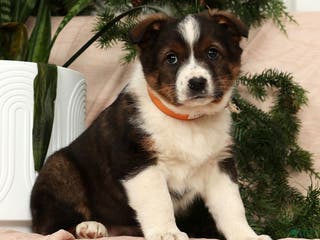 Australian Shepherd dogs Luna - Ad 19