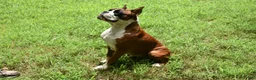 Boxer dogs for sale: SAGE - Ad 5