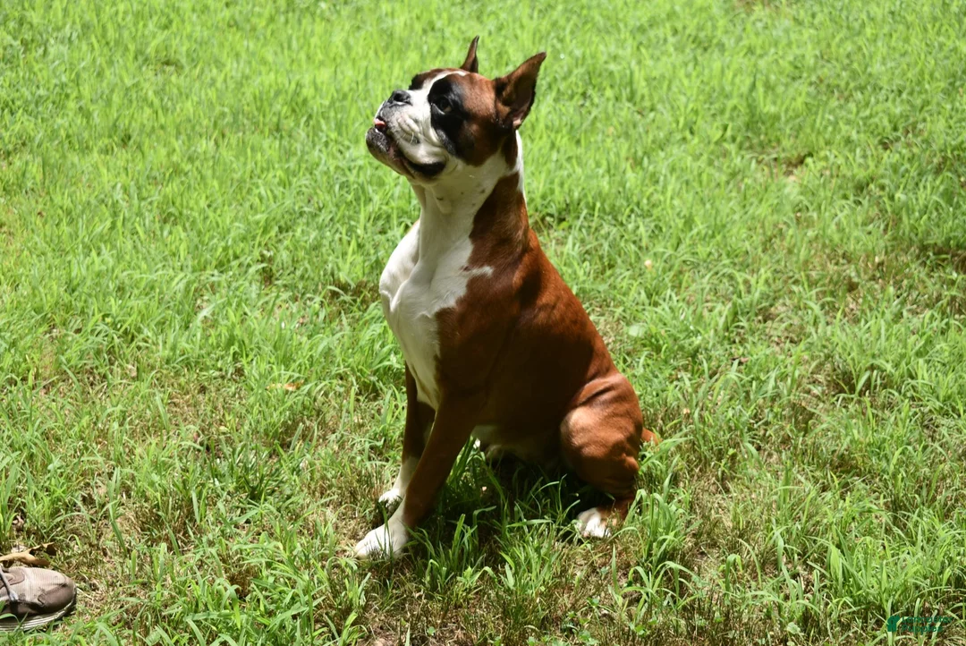 Boxer dogs for sale: SAGE - Ad 5