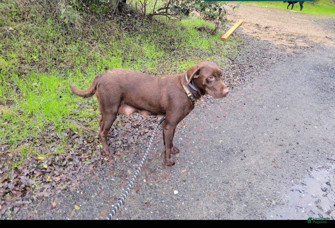 Labrador Retriever dogs Ronan - Ad 2