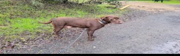 Labrador Retriever dogs for sale: Beckett - Ad 3