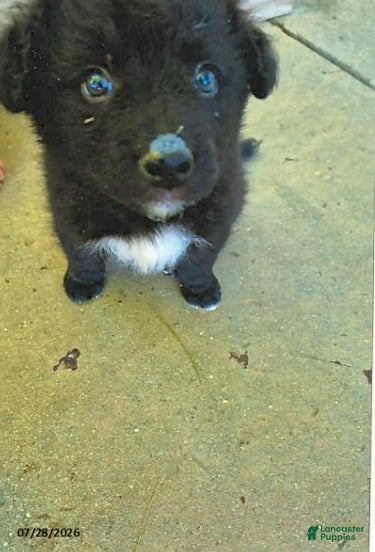 English Shepherd dogs for sale: Bobby - Ad 2