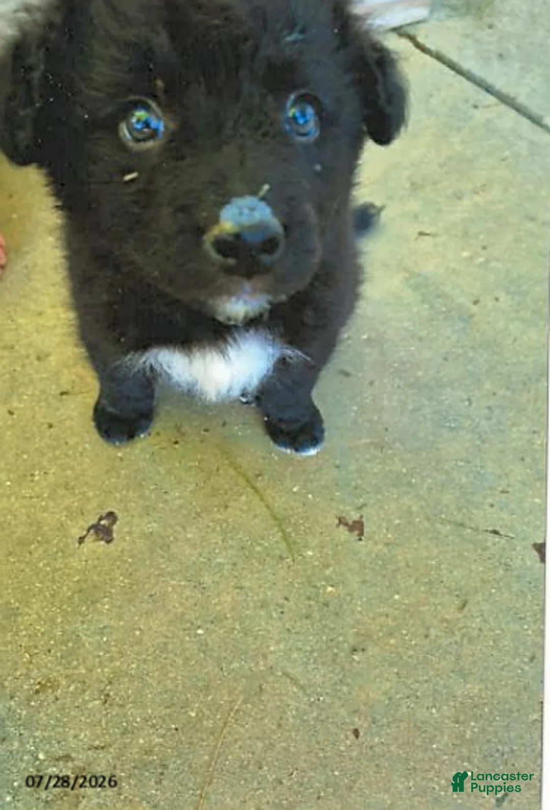 English Shepherd dogs for sale: Bobby - Ad 1