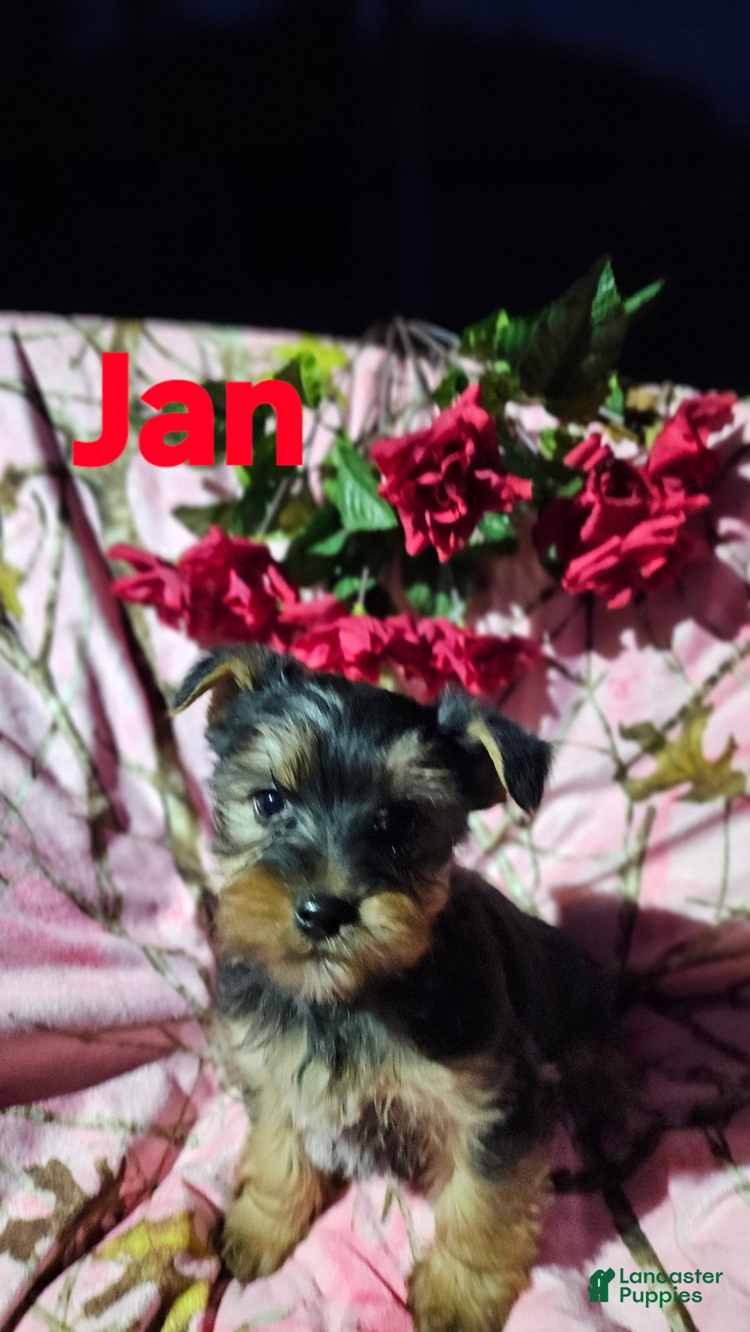 Morkie dogs for sale: Jan - Ad 3
