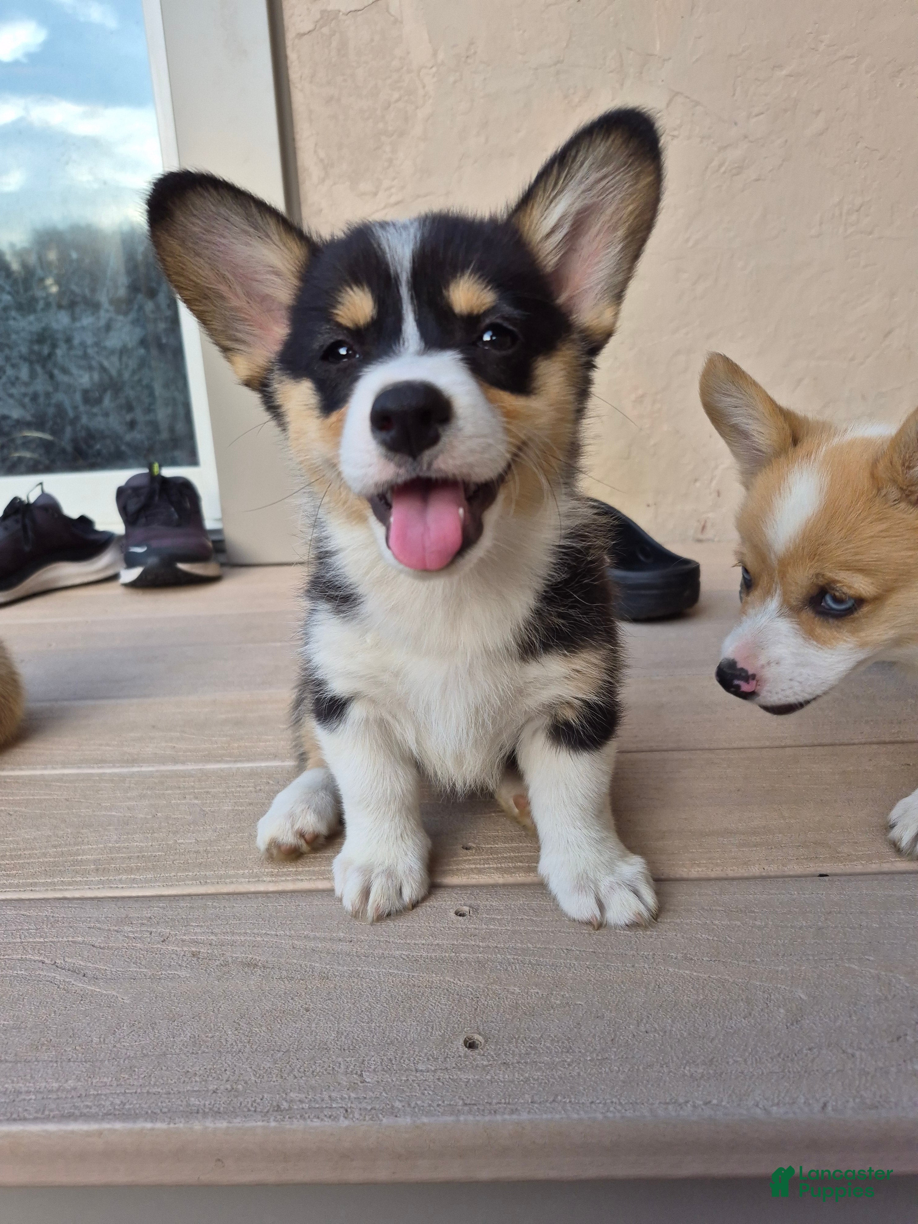 Welsh Corgi Pembroke dogs Cocoa - Ad 34