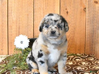 Mixed Breed dogs Stormy - Ad 19