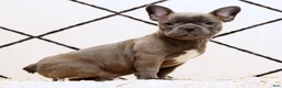 Frenchton dogs for sale: Bethany - Ad 5