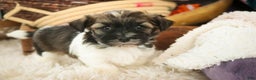 Havanese dogs for sale: Biscotti - Ad 9