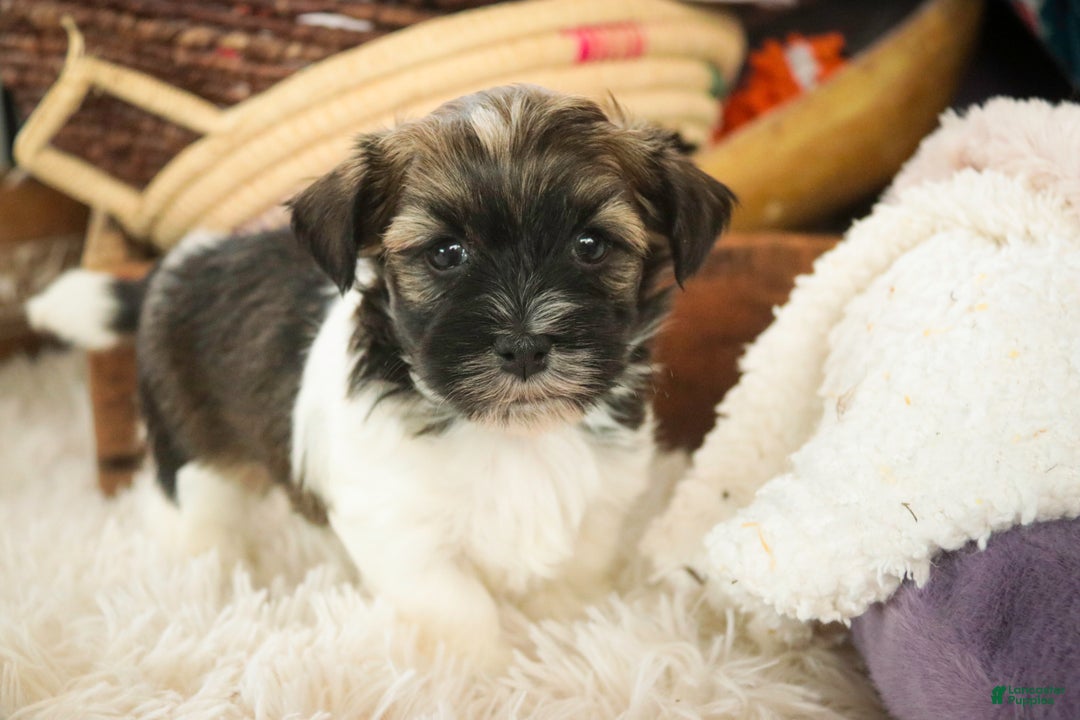 Havanese dogs for sale: Biscotti - Ad 9