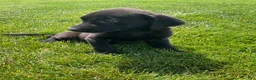 Labrador Retriever dogs for sale: Jasper - Ad 4