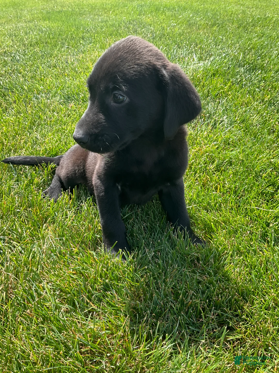 Labrador Retriever dogs for sale: Jasper - Ad 4