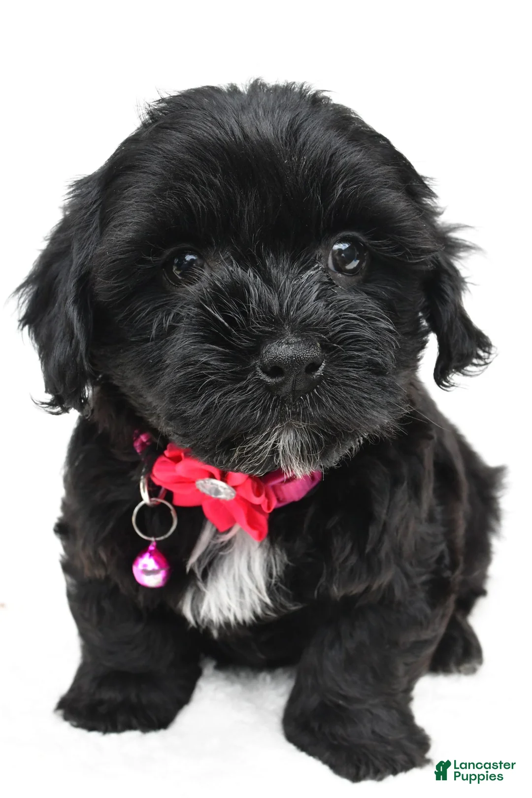 Maltipoo dogs for sale: Freda - Ad 2