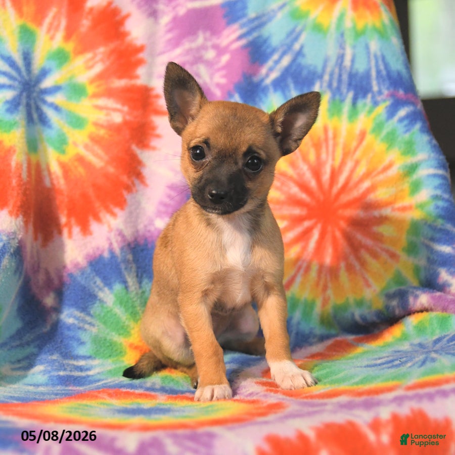 Chihuahua dogs Angel - Ad 1