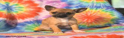 Chihuahua dogs for sale: Angel - Ad 1