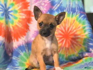 Chihuahua dogs for sale: Angel - Ad 3