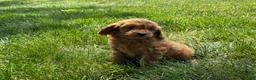 Mini Goldendoodle dogs for sale: Molly Mini Goldendoodle  - Ad 9