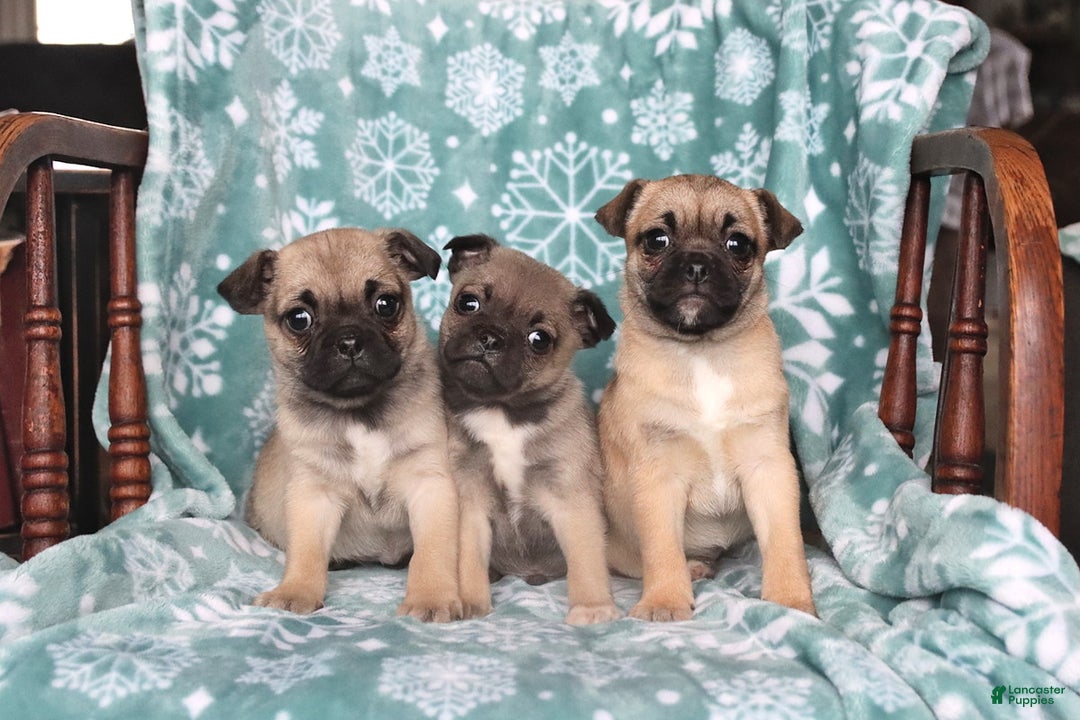 Jug dogs for sale: Julie  - Ad 3