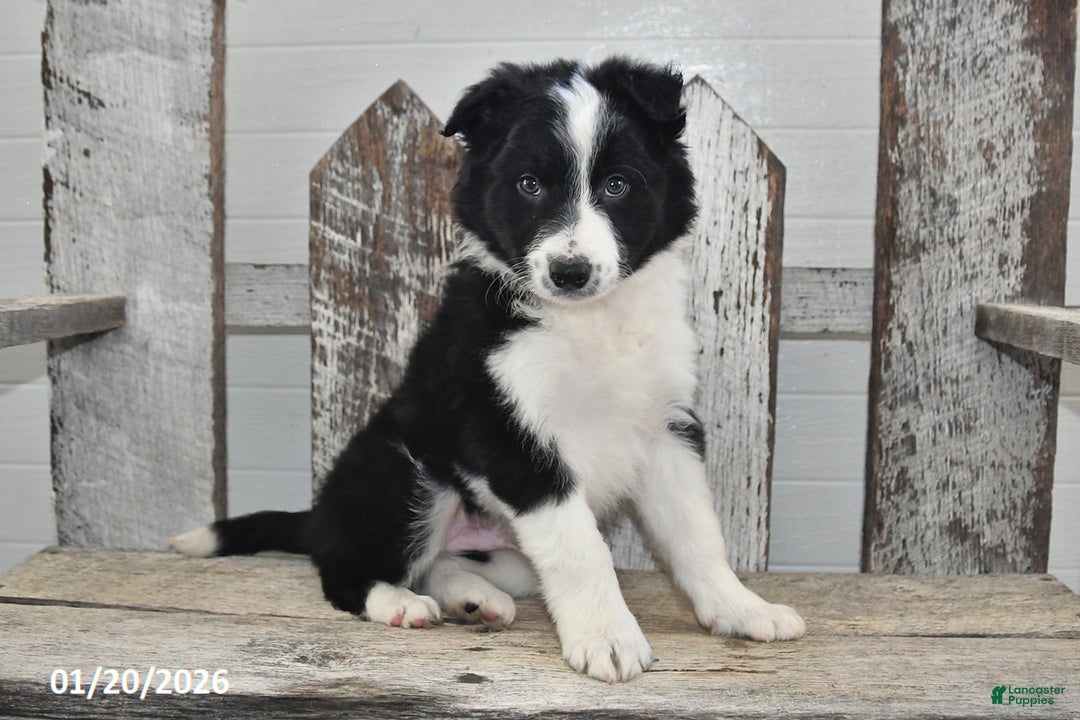 Border Collie dogs for sale: Captian - Ad 1