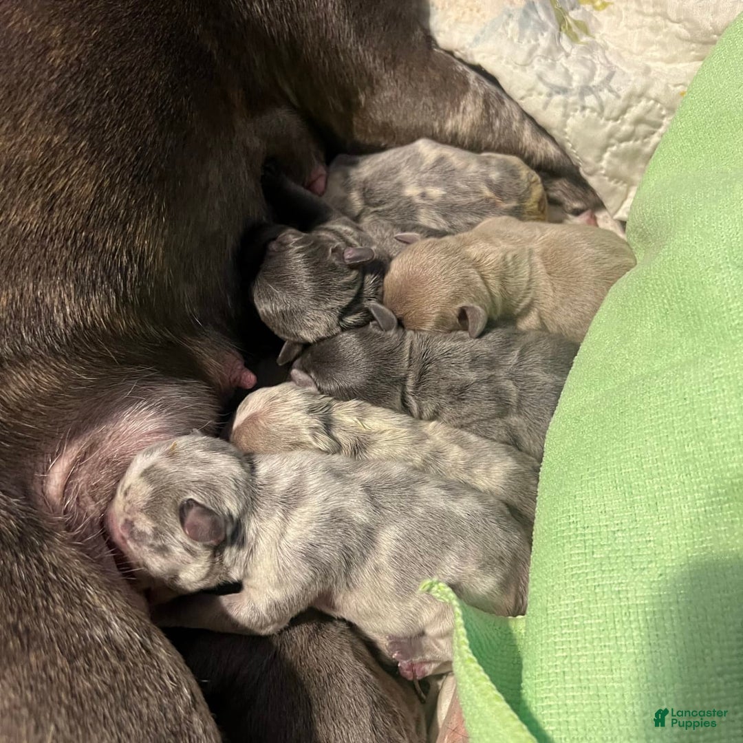 Gallery Image {{count}}