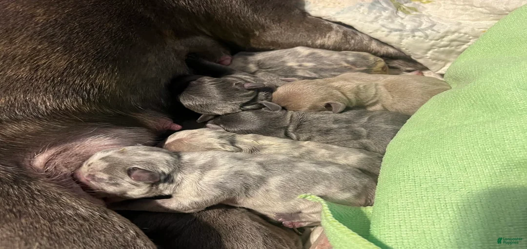 Gallery Image {{count}}